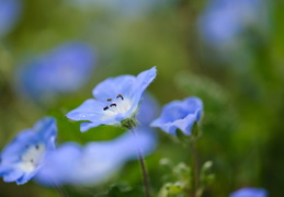 spring wildflowers in bloom